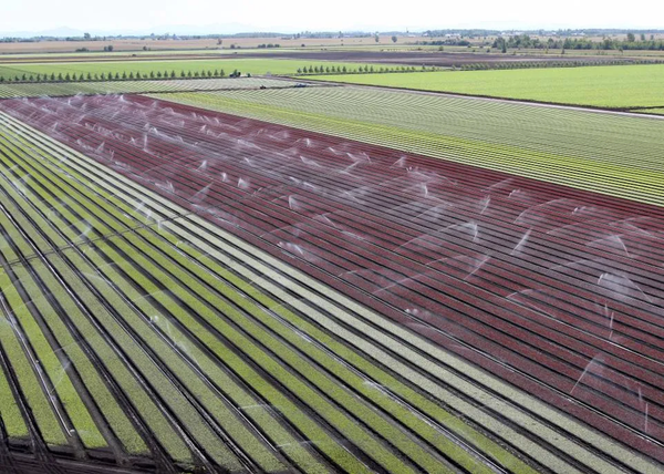 Sol organique cultivé de la Montérégie sous culture de laitues en cours d’irrigation.