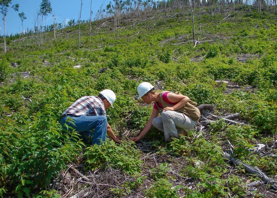 plantation