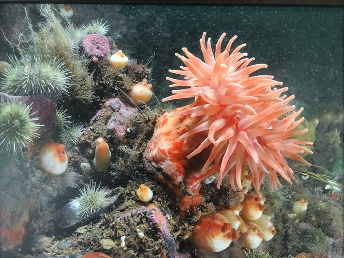 anemone-par-Martin-Roy