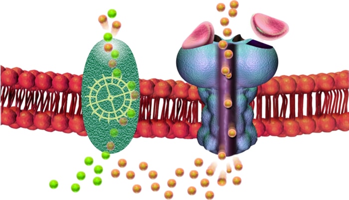 <p>Le récepteur GABA (en bleu) laisse entrer les ions chlorures négatifs (en jaune) dans les neurones, ce qui inhibe la transmission de l'influx nerveux. Pour que cette inhibition se maintienne, il faut que des ions chlorures soient constamment expulsés de la cellule. Le cotransporteur KCC2 (en vert) se charge de cette tâche en pompant un ion chlorure négatif en même temps qu'un ion potassium positif (en vert pâle).</p>