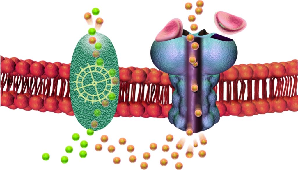 Le récepteur GABA (en bleu) laisse entrer les ions chlorures négatifs (en jaune) dans les neurones, ce qui inhibe la transmission de l'influx nerveux. Pour que cette inhibition se maintienne, il faut que des ions chlorures soient constamment expulsés de la cellule. Le cotransporteur KCC2 (en vert) se charge de cette tâche en pompant un ion chlorure négatif en même temps qu'un ion potassium positif (en vert pâle).