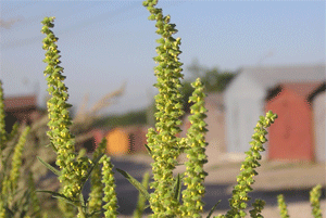 <p>Chaque plant d'herbe à poux libère d'énormes quantités de pollen très léger et produit plusieurs milliers de graines annuellement.</p>