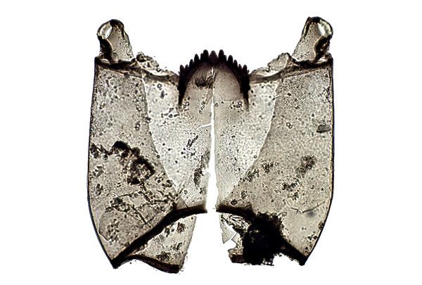 Les capsules céphaliques des larves de chironomidés sont caractéristiques de chaque espèce. En établissant l'abondance relative des espèces à différentes profondeurs dans les sédiments lacustres, les chercheurs peuvent remonter le temps et déduire les conditions climatiques qui prévalaient à chaque époque.