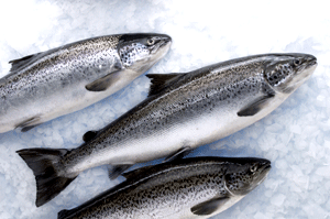 Les bienfaits des protéines de saumon s'ajouteraient aux effets santé bien connus des acides gras oméga-3 provenant de ce poisson.