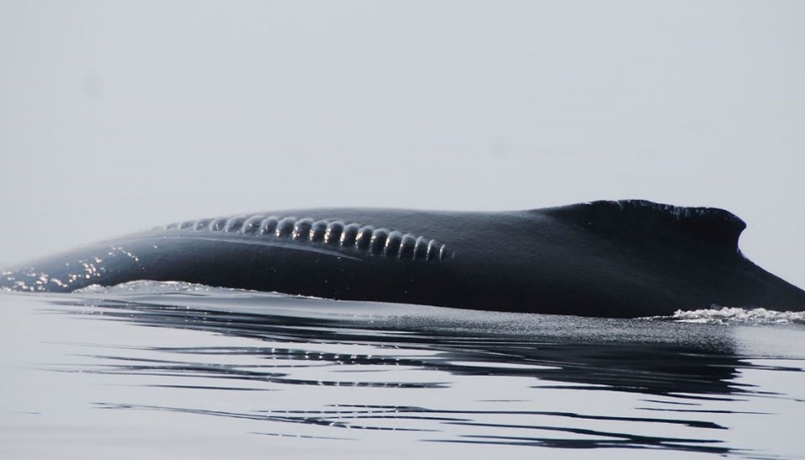 La moitié des rorquals étudiés par Anik Boileau avait des cicatrices cutanées résultant d'une collision avec un navire ou d'un empêtrement dans un engin de pêche. Sur la photo, la cicatrice que l'on voit sur le dos d'un rorqual à bosse résulte d'une blessure causée par l'hélice d'un bateau.