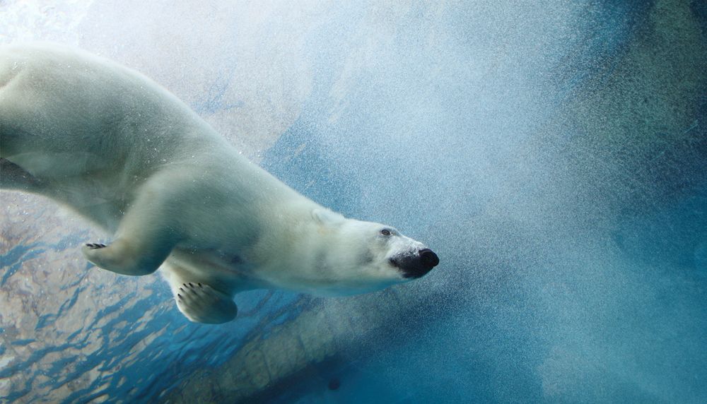 La fonte de la banquise force l'ours blanc à trouver de nouvelles sources de nourriture. La technique de chasse en plongée décrite par les chercheurs de l'Université Laval lui permet de capturer des oies en mue pendant l'été.