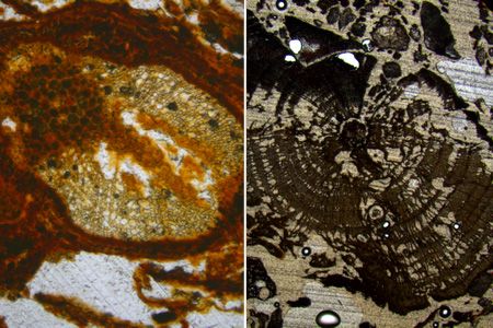 L'observation, au microscope optique polarisant, de lames minces d'échantillons de sols prélevés sur le site de Dog Island, révèle des images d'une grande beauté grossies des dizaines de fois, qu'il s'agisse de grains de sable, de morceaux de bois ou d'aiguilles de conifères. À gauche, une racine, à droite, du bois à moitié brûlé.