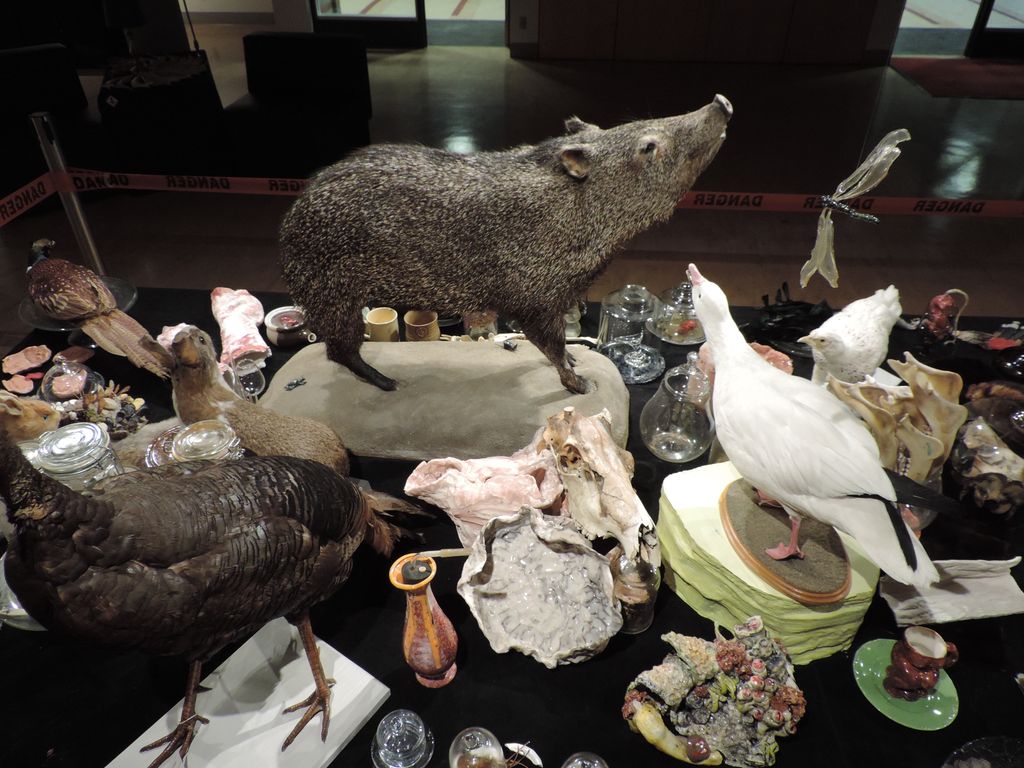 <p>Ce pécari à collier, le nez en l'air, fait partie des Collections de plus d'un million d'objets et de spécimens de nature scientifique, culturelle et patrimoniale, sous la responsabilité de la Bibliothèque.</p>
