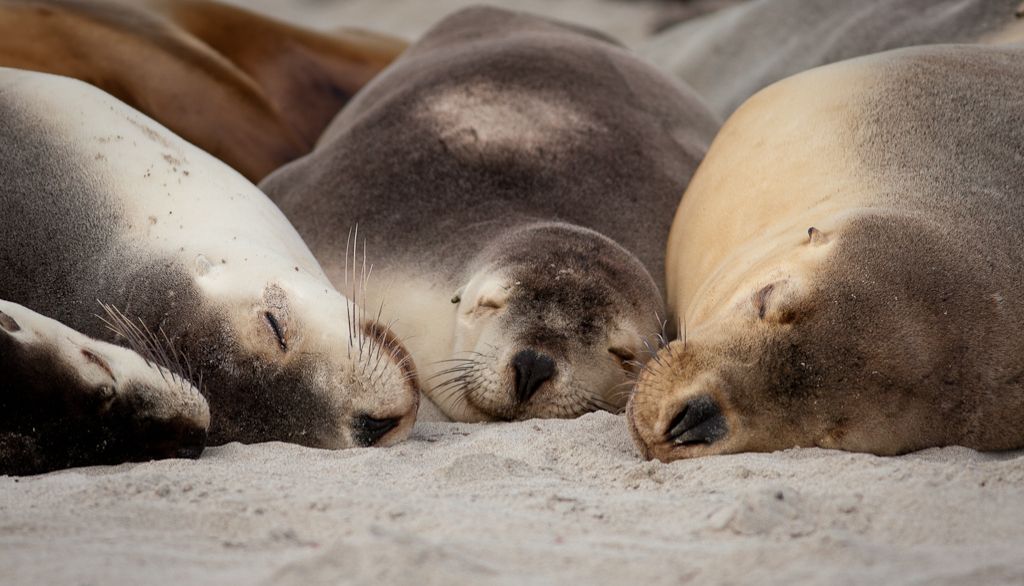 Le nombre de petits a chuté de plus de 60% au cours des trois dernières générations chez le lion de mer australien.
