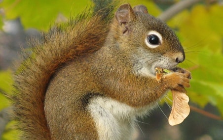 L'abondance maximale de l'écureuil roux survient 20 ans plus tôt dans les forêts postcoupe que dans les forêts postfeu. Cet écart en faveur des peuplements coupés s'expliquerait par le retour plus rapide d'arbres matures produisant des graines qui font le régal de ce petit mammifère.