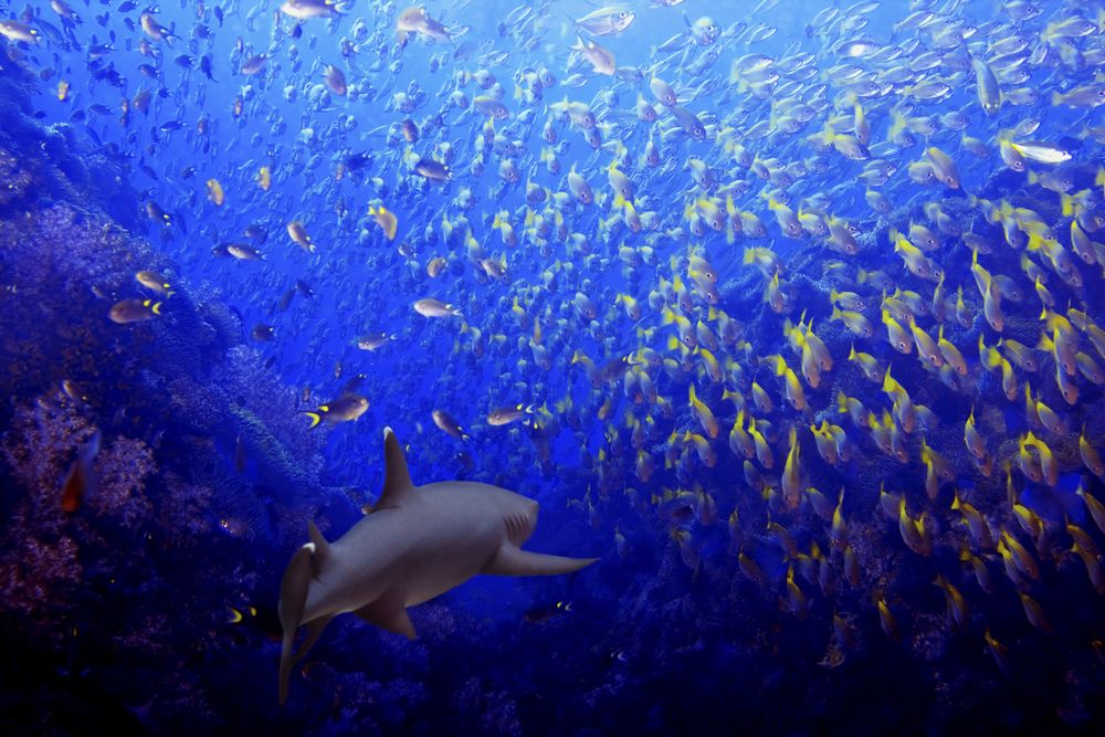 Plusieurs espèces de requins se déplacent sur des milliers de kilomètres, ce qui fait de ces poissons d'importants connecteurs de réseaux trophiques.
