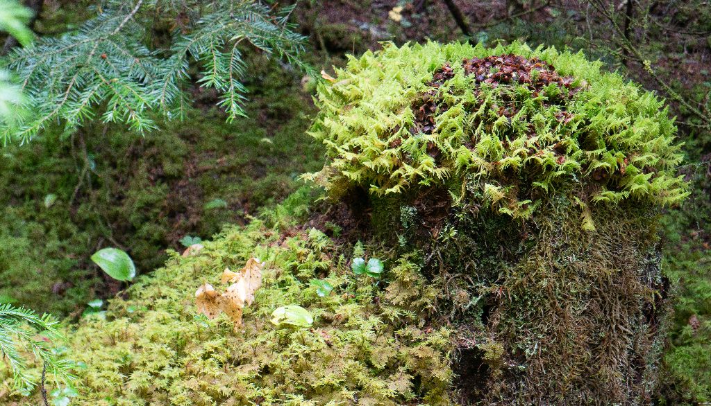 L'hypne plumeuse forme des tapis denses sur le sol ou le bois en décomposition des forêts conifériennes. Sa forme triangulaire rappelle une plume, un petit sapin ou une fougère.