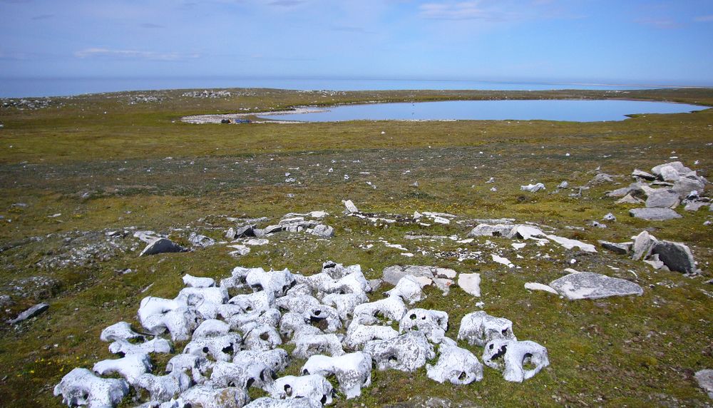 Ce petit étang situé à Native Point, sur la côte sud-est de l'île Southampton, servait au dépeçage des prises des Sadlermiuts. Plus d'un siècle après la disparition de ce groupe inuit, on y trouve encore des ossements de mammifères, notamment ces crânes de morse.