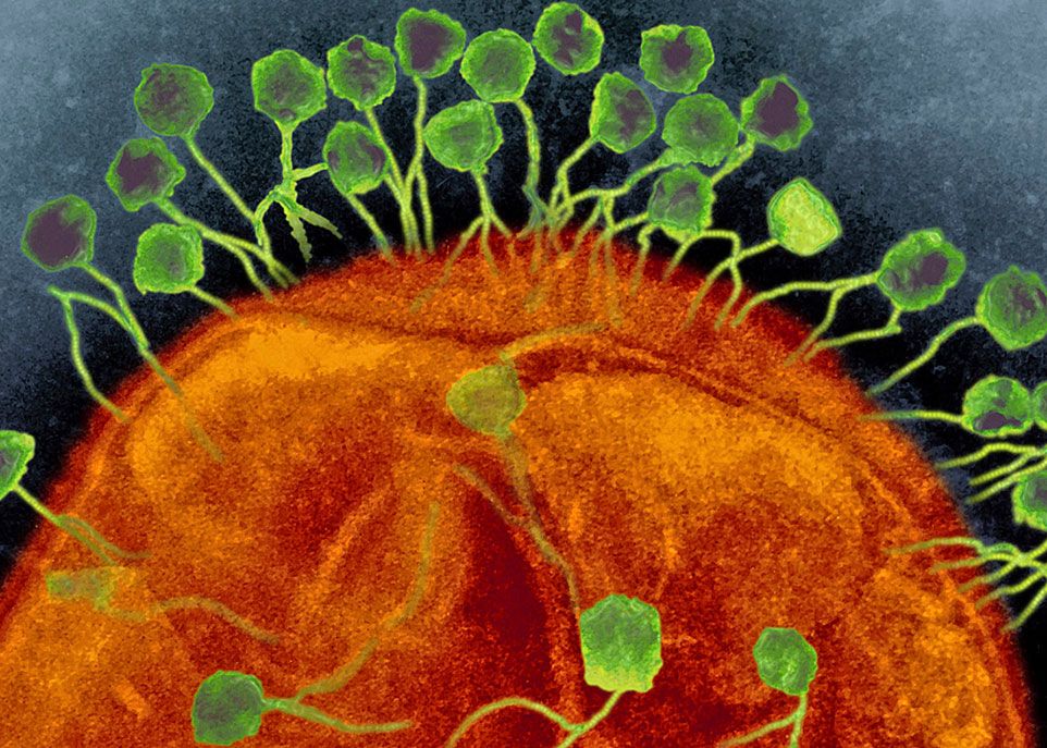 Certains phages ont développé des armes qui inhibent le système de défense des bactéries. Grâce à cette contremesure, ils parviennent à infecter les bactéries et à se multiplier.