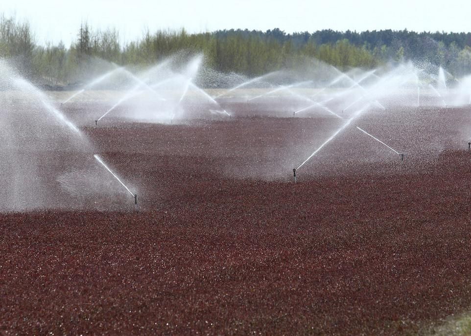 <p>Au Québec, la plupart des producteurs de canneberges se sont dotés d'un système de gestion de l'eau en circuit fermé grâce auquel ils contrôlent l'arrivée et l'évacuation de l'eau dans chaque bassin de culture. L'approche classique utilisée par les producteurs consistait à arroser les champs à intervalles réguliers. Grâce à l'irrigation de précision, ils peuvent maintenant effectuer des arrosages adaptés aux conditions locales du sol dans chaque partie du champ. </p>