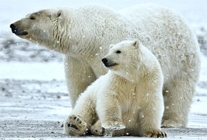 Le triage des espèces à conserver pourrait signifier que des animaux charismatiques comme l'ours blanc seraient livrés à leur sort.