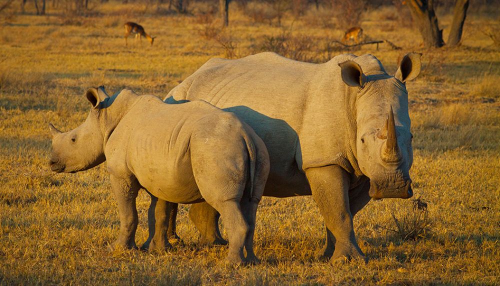 <p>Les chercheurs utilisent le rhinocéros blanc du Sud, que l'on voit ici en milieu naturel, pour peaufiner les techniques qui serviront à la reproduction assistée du rhinocéros blanc du Nord.</p>