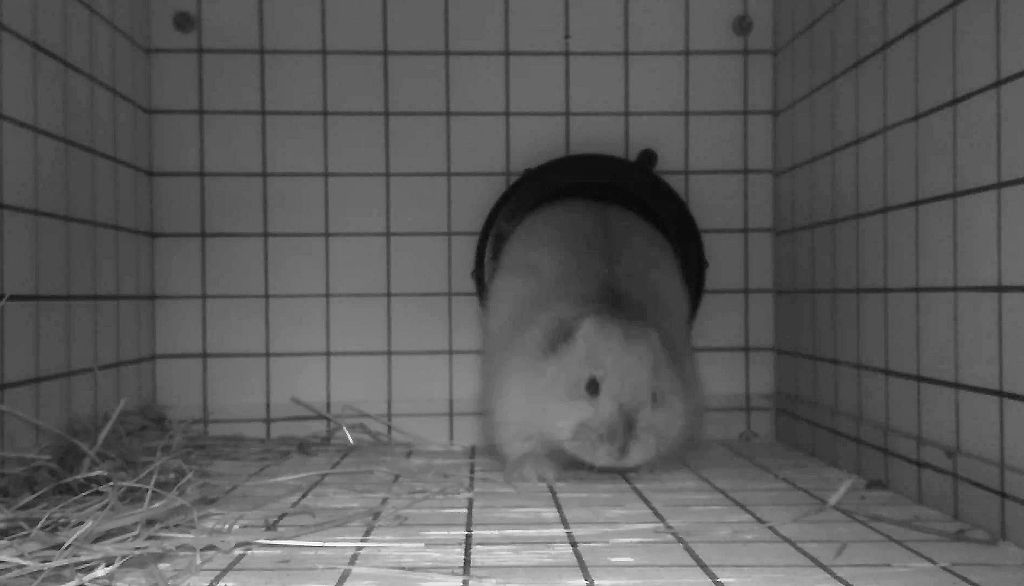 Cette image d'un lemming variable a été tirée de l'une des 154 vidéos captées entre août 2018 et juin 2019 à l'île Bylot.