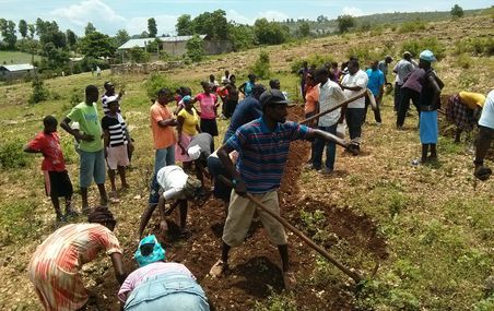 Formation sur la culture de l'arachide réalisée par les agronomes haïtiens de l'équipe du projet AKOSAA. Juin 2014.