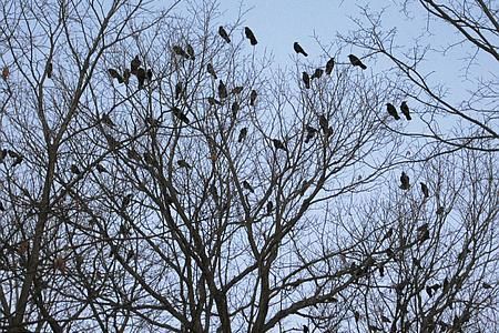 Depuis quelques années, au cours des migrations, des centaines de corneilles convergent chaque soir vers les boisés du campus. La fonction exacte de ces attroupements nocturnes demeure un mystère.