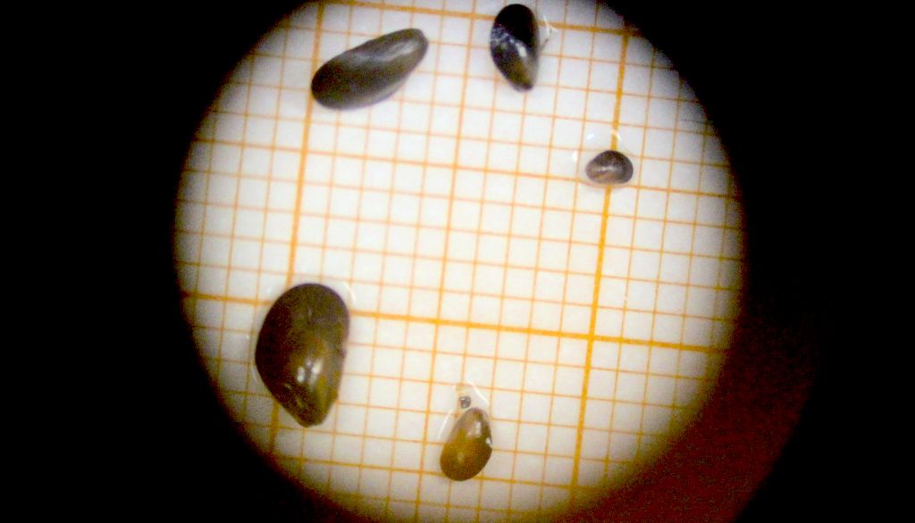 <p>Quelques spécimens de Mytilus cf. platensis, vus au microscope. Les plus grands ont une taille de 2 mm.</p>
