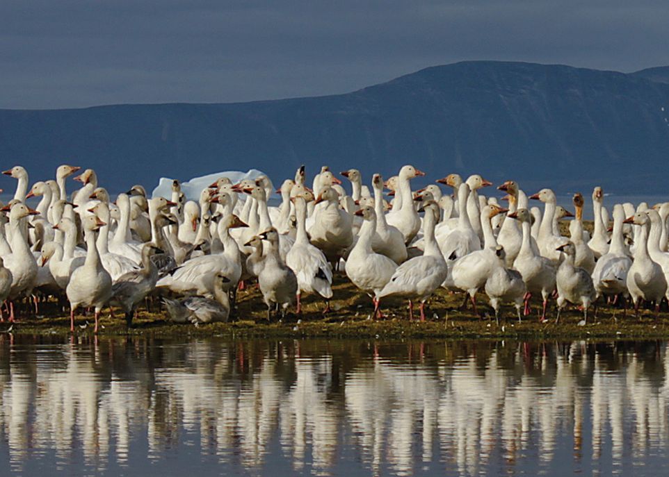 SN-Wong-credit-Isabeau-Pratte-ArcticNet