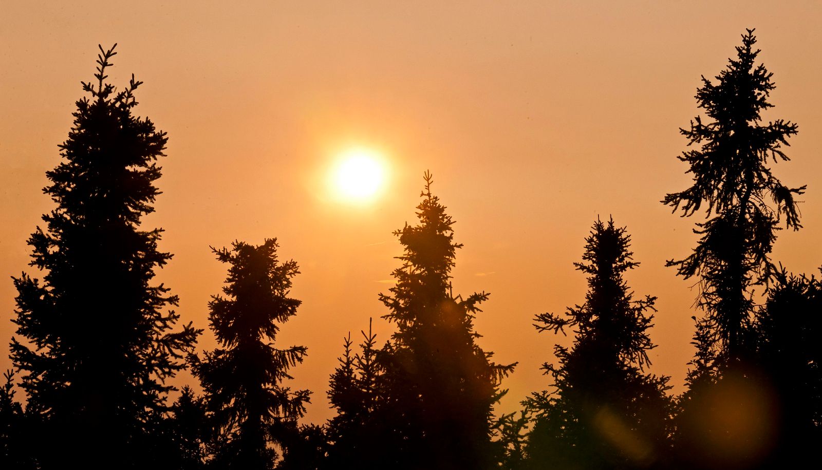 Les chercheurs ont découvert des gènes exclusifs à l'épinette noire dont les fonctions sont liées à des mécanismes cruciaux de croissance, de survie et de résistance aux conditions climatiques, aux maladies et aux insectes. 