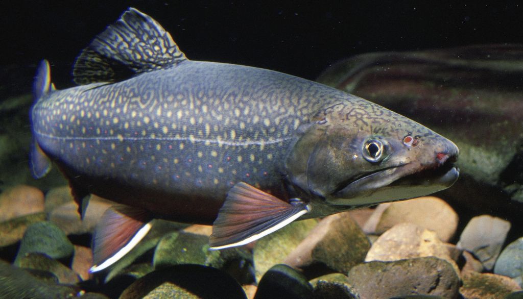 <p>La furonculose est rare en nature, mais les fortes densités de poissons qu'on retrouve en pisciculture, notamment dans les élevages de truite mouchetée, favorisent sa propagation.</p>