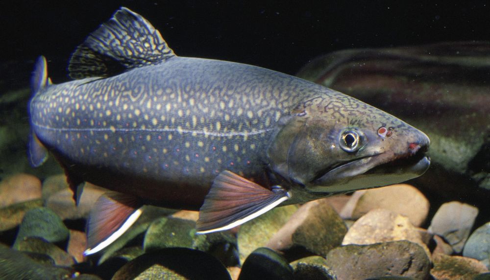 La furonculose est rare en nature, mais les fortes densités de poissons qu'on retrouve en pisciculture, notamment dans les élevages de truite mouchetée, favorisent sa propagation.