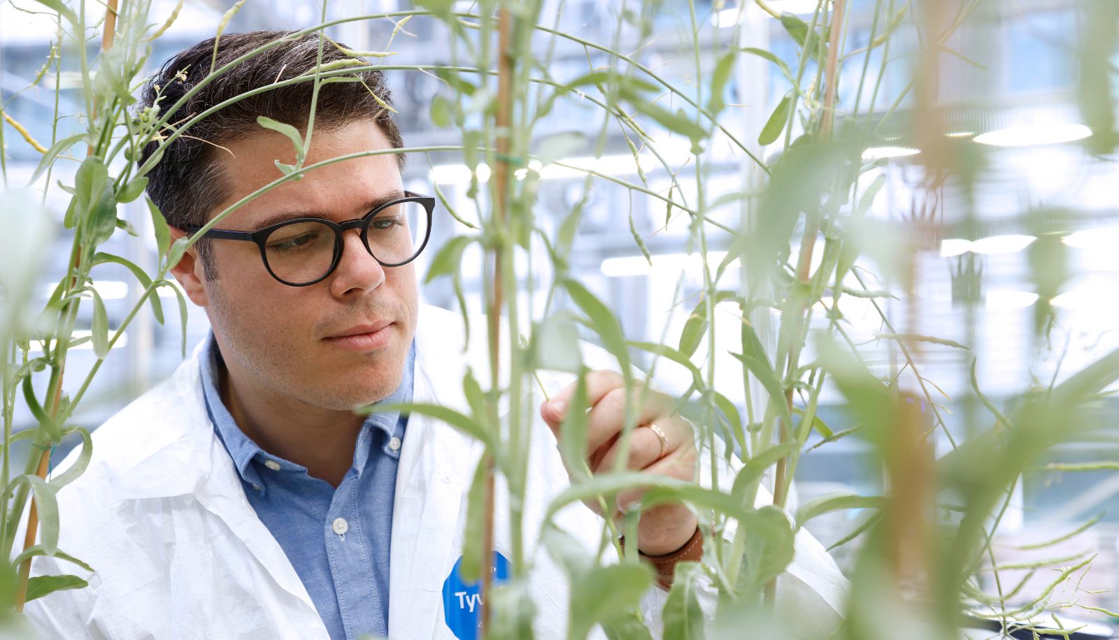 <p>Le professeur Edel Pérez-López s'intéresse notamment aux plans de canola. </p>