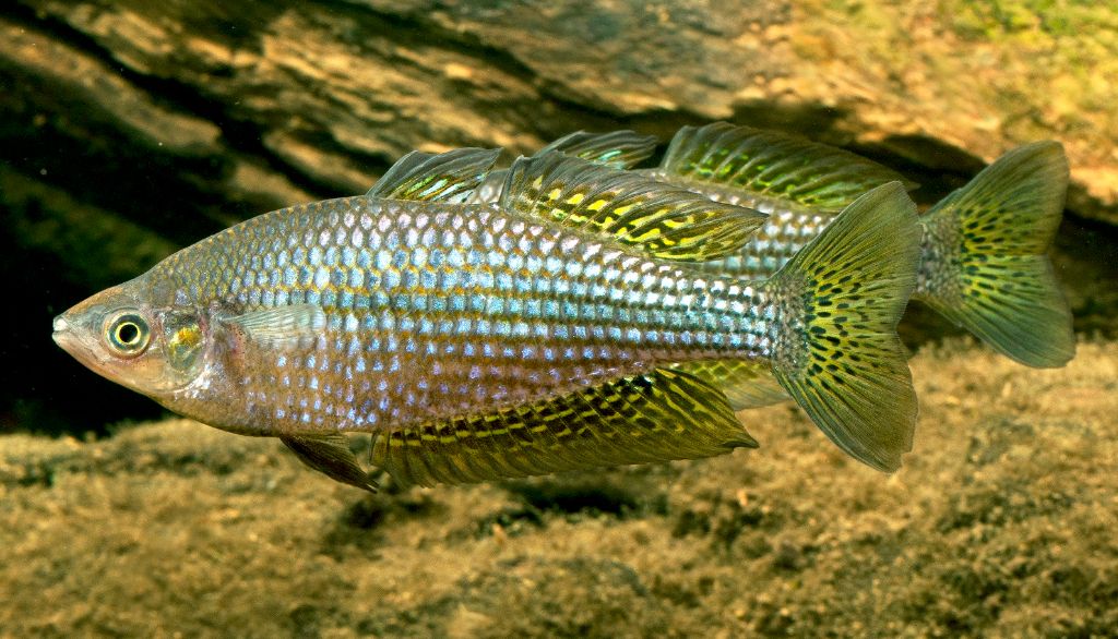 <p>Le poisson arc-en-ciel du désert vit dans l'un des milieux les plus inhospitaliers de la planète.</p>