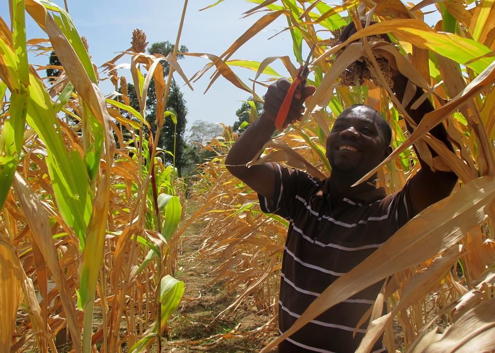 <p>Le sorgho vient au 3e rang en importance parmi les céréales cultivées en Haïti. Environ le tiers des agriculteurs produisent cette céréale essentielle à la sécurité alimentaire du pays.</p>