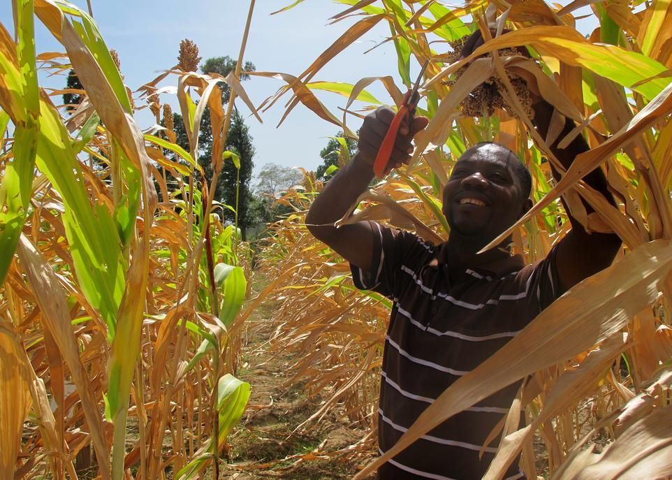 Le sorgho vient au 3e rang en importance parmi les céréales cultivées en Haïti. Environ le tiers des agriculteurs produisent cette céréale essentielle à la sécurité alimentaire du pays.