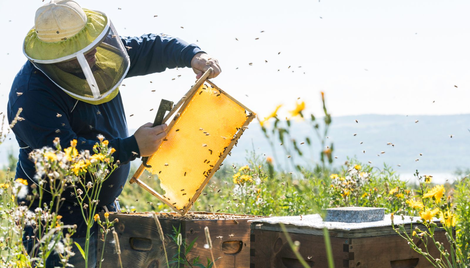 <p>Chaque année, les apiculteurs canadiens importent environ 360 000 reines, principalement des États-Unis. En produisant davantage de reines au Canada, on diminuerait les aléas associés à ces importations et les risques d'introduction de pathogènes tout en s'assurant de sélectionner des lignées bien adaptées aux conditions locales.</p>