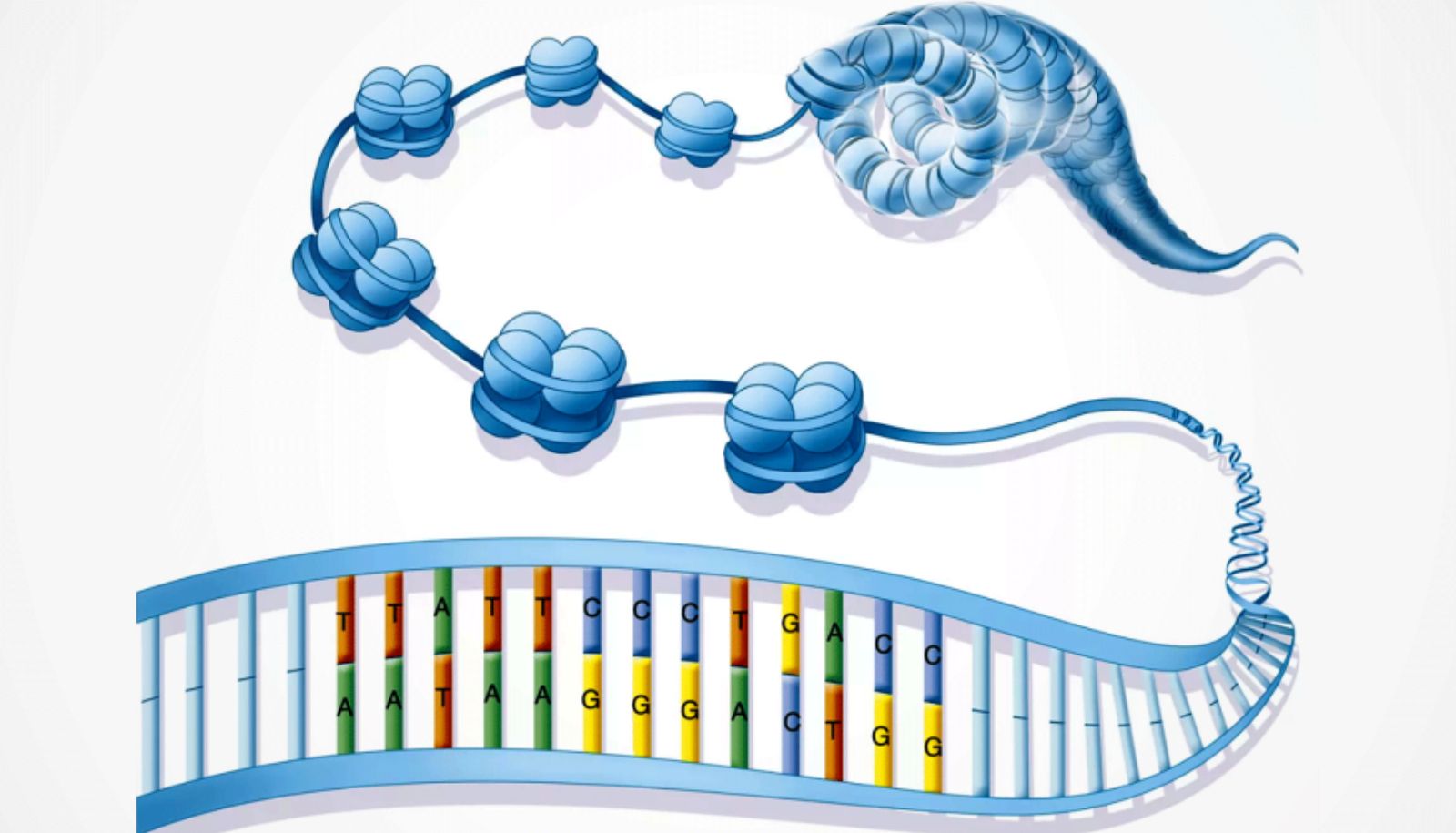 <p>Cette illustration montre comment le double brin d&#39;ADN s&#39;enroule périodiquement autour de groupes de 8 petites protéines, appelées histones, créant un effet de collier de perles. La protéine TIP60 déstabilise les interactions entre l&#39;ADN et les histones. Les ouvertures ainsi créées permettent aux enzymes qui réparent ou qui transcrivent l&#39;ADN de faire leur travail.</p>