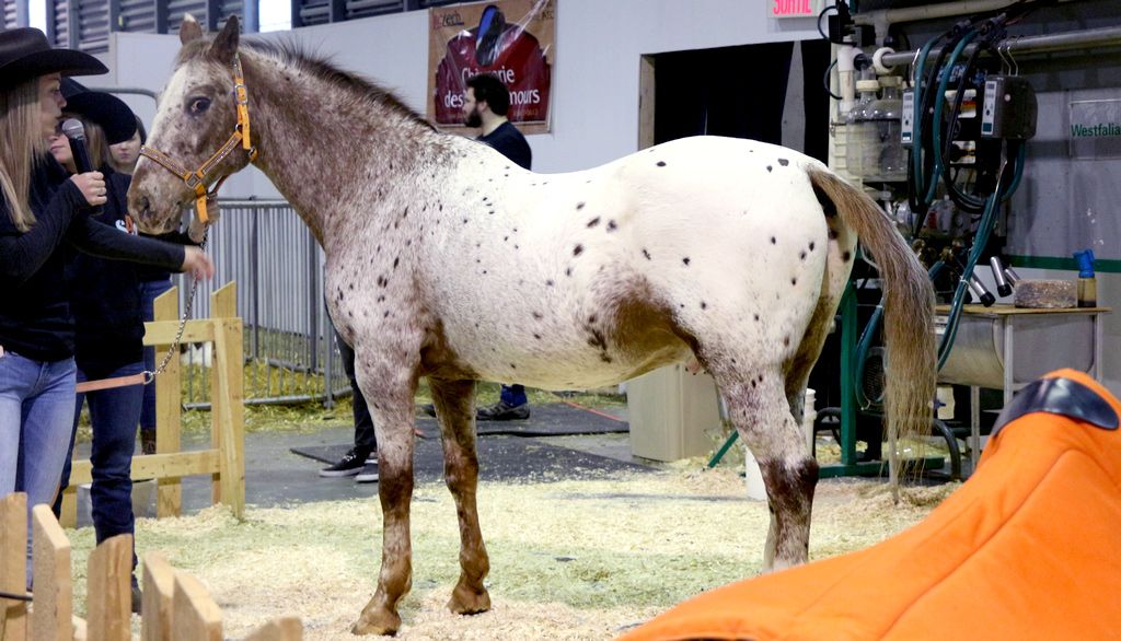 <p>Dans une des démonstrations au programme, les visiteurs pourront voir comment placer une selle sur un cheval.</p>