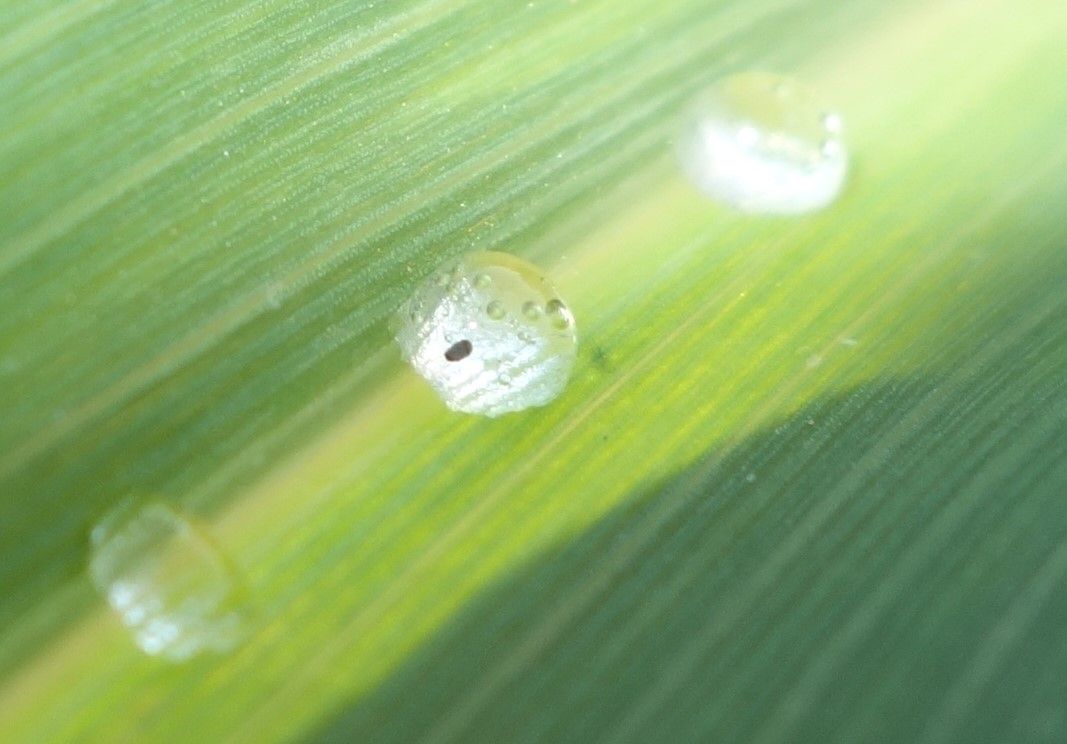 5-oeuf-parasite-goutelettes-cr-Ariane Dionne