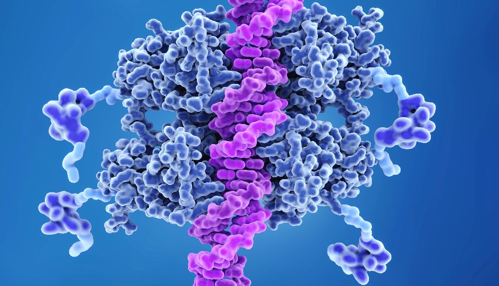 <p>La protéine p53, en bleu, liée à un brin d'ADN, en mauve. Cette protéine veille à l'intégrité de notre génome.</p>