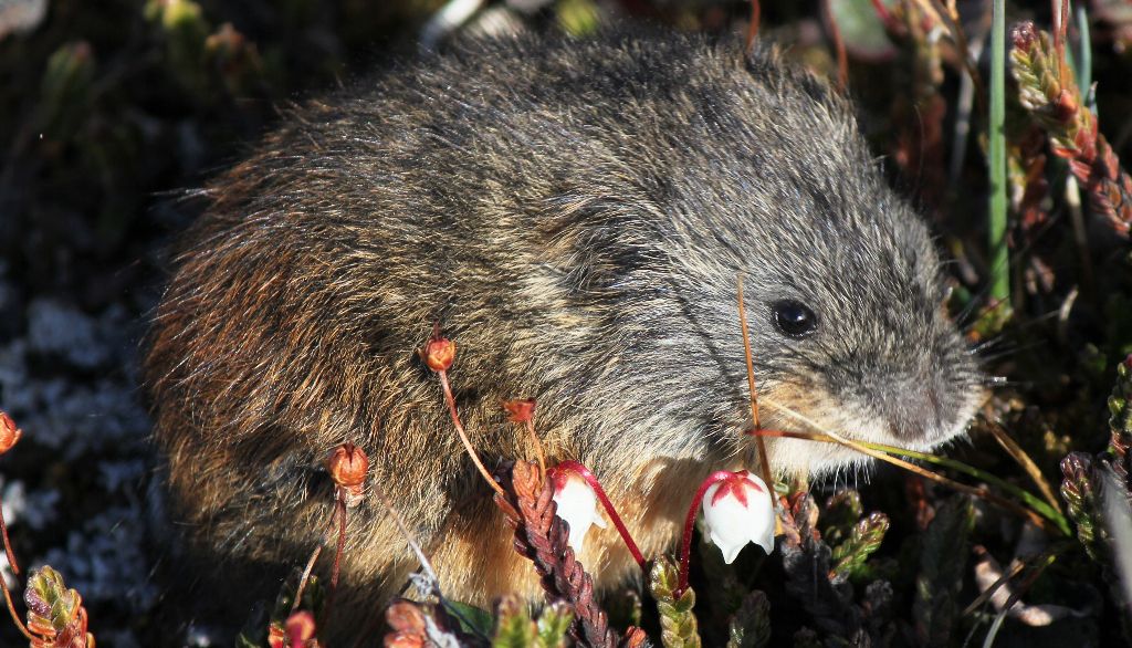 Les lemmings occupent une place centrale dans la chaîne alimentaire terrestre de l’Arctique. Les recherches sur ces petits mammifères sont compliquées par le fait qu'ils passent la plus grande partie de l'année sous le couvert de neige.