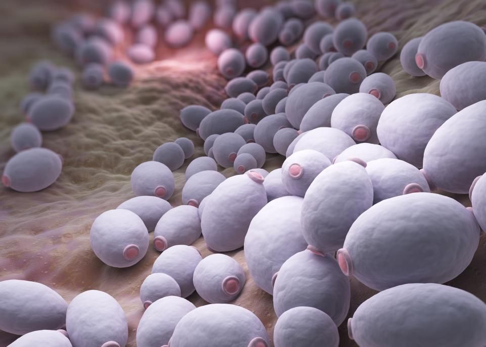 Candida albicans est un champignon microscopique qui fait partie du microbiote de 80% de la population. À l'occasion, cette levure prolifère causant des infections dans différentes parties du corps, notamment des mycoses gynécologiques. Chez les personnes dont le système immunitaire est fortement affaibli, les infections causées par ce microorganisme peuvent être fatales.