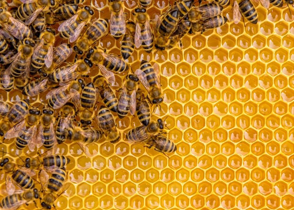 Le projet aura aussi un volet pédagogique «grand public». Deux ruches de démonstration, installées au Jardin botanique Roger-Van den Hende, ont pour but de sensibiliser la population au rôle crucial joué par les abeilles dans les écosystèmes alimentaires.