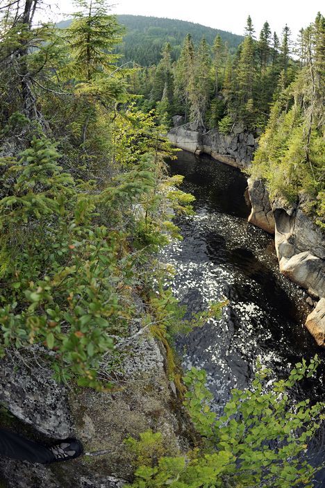 <p>L'agrandissement majeur de la forêt Montmorency permet à l'Université Laval de devenir un leader mondial en enseignement et en recherche sur la gestion du patrimoine forestier.</p>