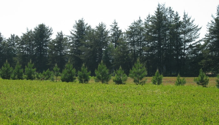 <p>Des haies brise-vent dans les bleuetières aident les abeilles à faire leur travail de pollinisation plus efficacement.</p>