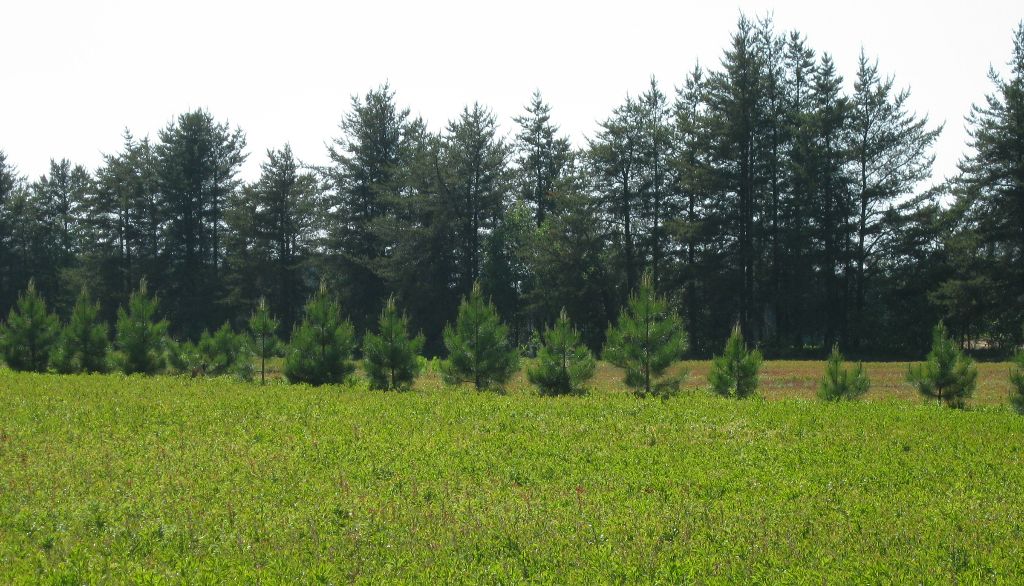 Des haies brise-vent dans les bleuetières aident les abeilles à faire leur travail de pollinisation plus efficacement.
