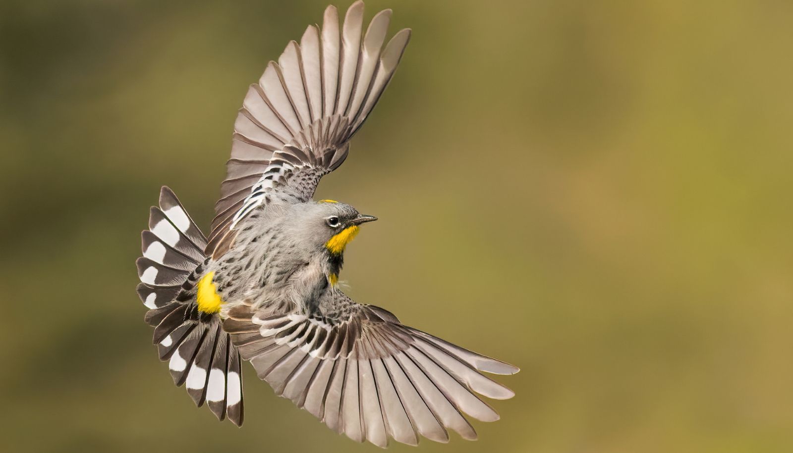 La paruline à croupion jaune est l'espèce qui a été observée le plus souvent lors de l'étude menée à la Forêt Montmorency. Cette paruline fait partie des oiseaux migrateurs sur longues distances qui ont décalé leur date de nidification de 4 semaines entre 1996 et 2020 à la Forêt Montmorency.