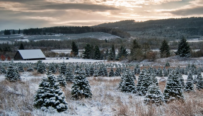 Les modèles de changements climatiques prédisent que les conditions qui favorisent la mort subite du sapin baumier seront plus fréquemment réunies au cours des prochaines décennies, ce qui n'augure rien de bon pour les sapins baumiers qui poussent dans les forêts naturelles ou dans les plantations d'arbres de Noël.