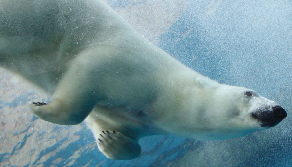 La fonte de la banquise force l'ours blanc à trouver de nouvelles sources de nourriture. La technique de chasse en plongée décrite par les chercheurs de l'Université Laval lui permet de capturer des oies en mue pendant l'été.