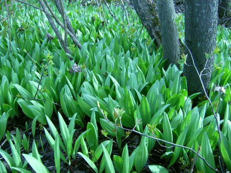 <p>En milieu naturel, l'ail des bois forme des colonies dont la densité dépasse parfois 200 plants/m2.</p>