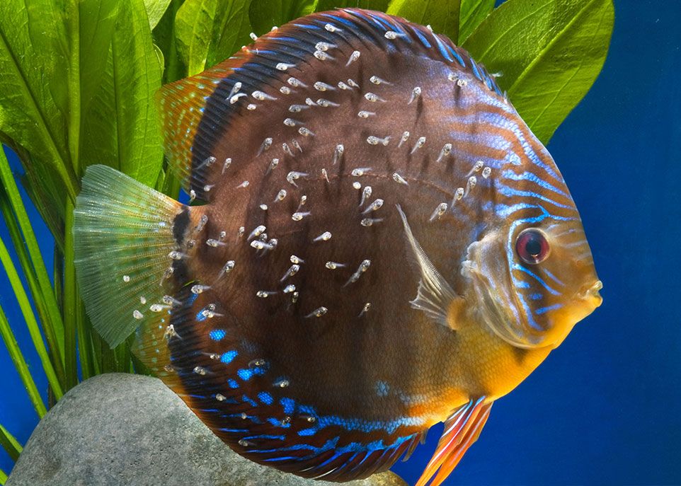 <p>À partir de leur quatrième jour de vie, les petits discus se nourrissent d’une substance que leurs parents sécrètent par les pores de leur peau. Les microorganismes contenus dans cette substance structurent le microbiote intestinal des petits.</p>