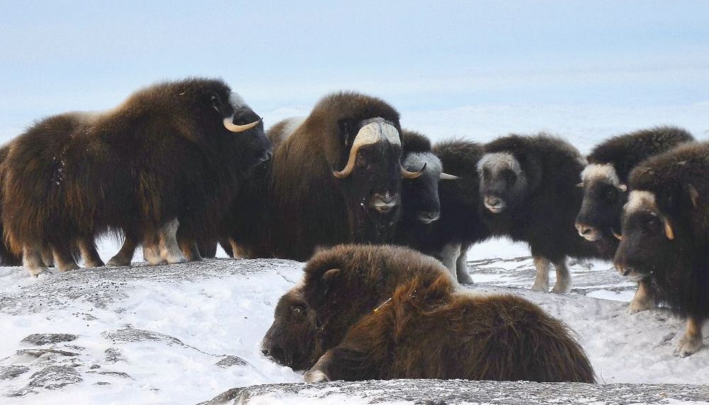 Un groupe de bœufs musqués photographiés près de Kuujjuaq en décembre 2018. L'animal couché à l'avant-plan est une jeune femelle de deux ans.